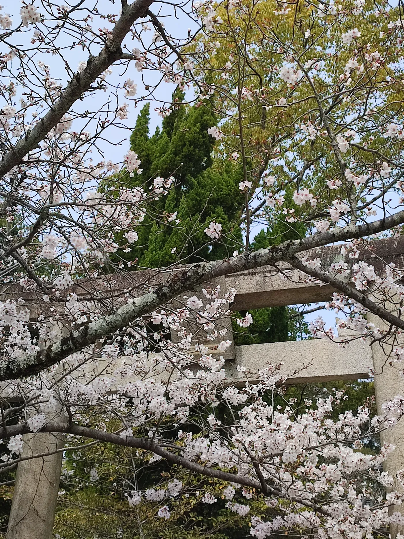 Pale cherry blossoms framing a weathered stone torii gate, with green trees behind