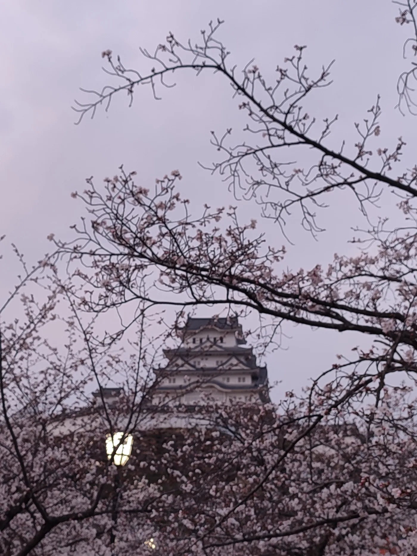 Himeji Castle's white keep at dusk under a lilac sky, seen through branches of cherry blossom with a lit lamp below